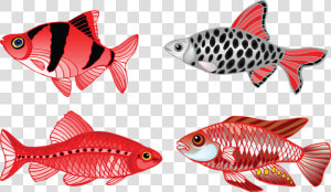 Fish  Aquarium  Fin  Fresh Water  Swim   Tongue Twisters Four Fine Fresh Fish For You  HD Png Download