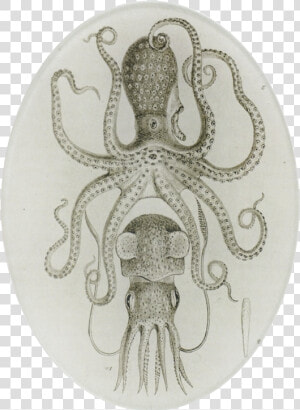 Astier De Villatte Octopus  HD Png Download