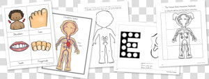 Human Body Activities   Cartoon  HD Png Download