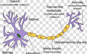 Neuron Hand tuned 2   Neuron Structure  HD Png Download