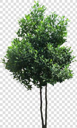 Transparent Evergreen Tree Png   High Resolution Tree Png  Png Download