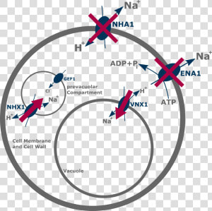 Fig 1 Ena1 And Nha1 Code The 2 Most Important Efflux  HD Png Download