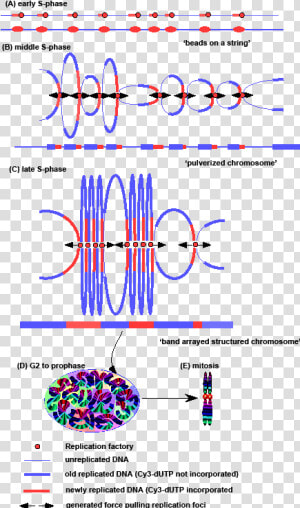 Chromosome Condensation Phase  HD Png Download