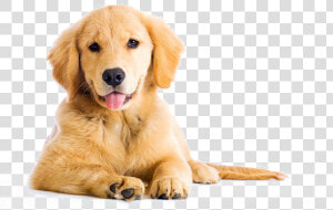 Golden Retriever Png Image   Golden Retriever Boxer Mix  Transparent Png