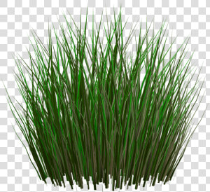 Dry Grass Clipart Grass Plant   Tall Grass Transparent Background  HD Png Download