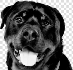 Border02   Rottweiler  HD Png Download