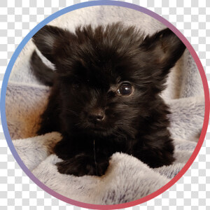 Pomeranian  HD Png Download