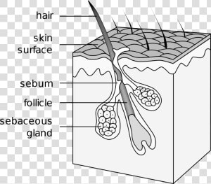 Hair Follicle  HD Png Download