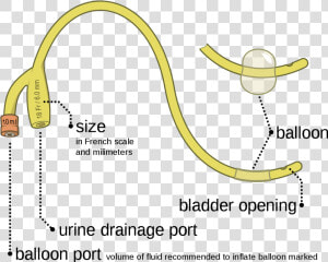 Foley Catheter Two Way  HD Png Download