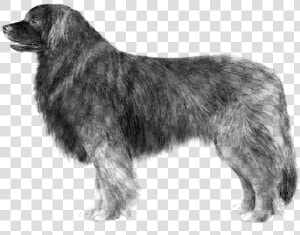 Dog Breed Leonberger Sarplaninac Newfoundland Dog Estrela   Drawings Of Flat Coat Retrievers  HD Png Download