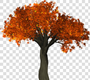 Tree  Leaves  Autumn  Fall  Branches  Isolated  Nature  HD Png Download