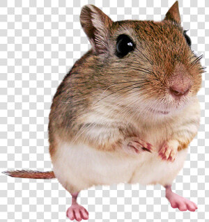 Gerbil With Transparent Background  HD Png Download