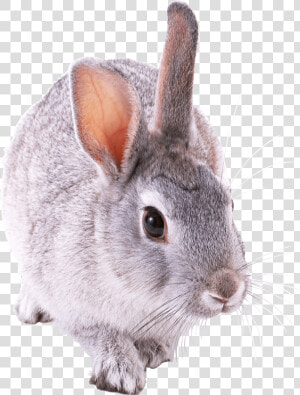 Small Cute Rabbit Clip Arts   Кролик Пнг  HD Png Download