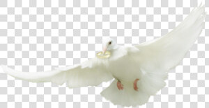 ♥ Tube Mariage   European Herring Gull  HD Png Download