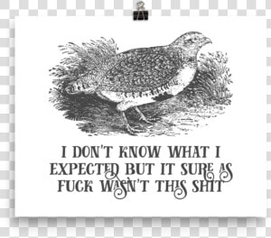 I Don T Know What I Expected But It Sure As Fuck Wasn   Ruffed Grouse  HD Png Download