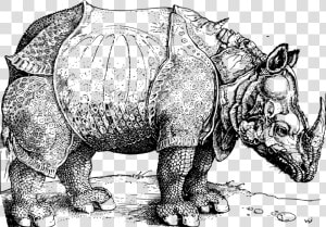 10 Facts About To be Extinct Northern White Rhinoceros   Albrecht Durer  HD Png Download