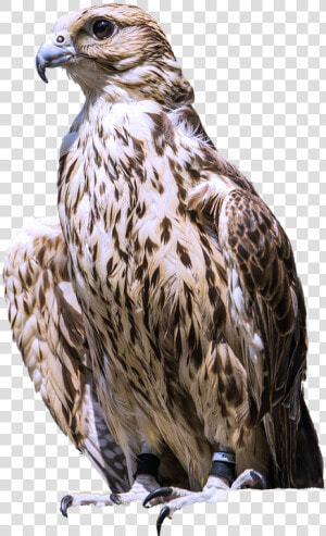 Bird Of Prey Png  Transparent Png