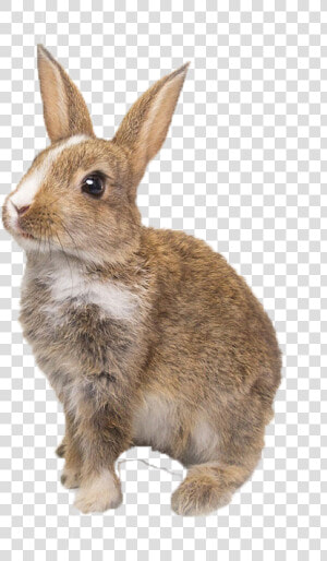 Bunnies Png Background   Domestic Rabbit  Transparent Png