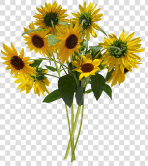 Sunflower Bunch Clip Art   Bunch Of Sunflowers Png  Transparent Png