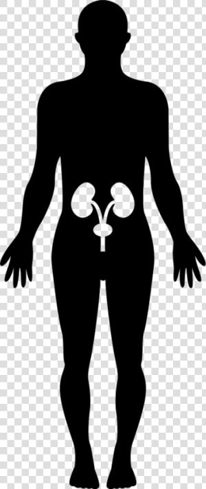 Human Hips Bones Inside A Standing Male Body Black   Silueta De Un Ser Humano  HD Png Download