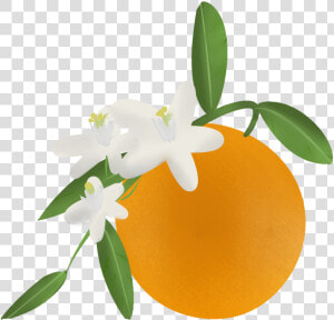 Florida Clipart Orange Blossom   Transparent Orange Blossom Clip Art  HD Png Download