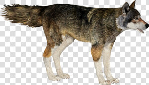 Red Wolf   Mackenzie River Husky  HD Png Download