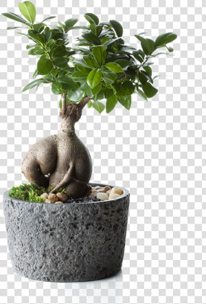 Flowerpot  HD Png Download