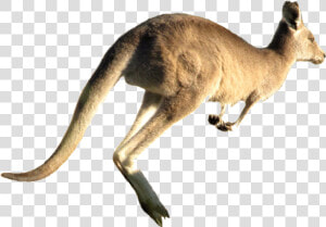 Kangaroo Png Free Pic   Kangaroo Jumping White Background  Transparent Png