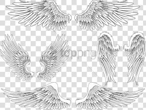 Free Png Download Angel Wing Bird Feather Png Images   Realistic Angel Wings Drawing  Transparent Png