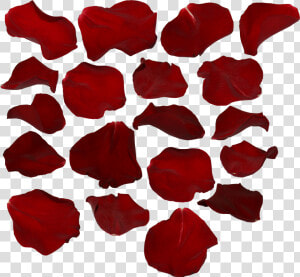 Single Red Rose Png Single Rose Petal Png   Red Rose Petals Transparent Background  Png Download