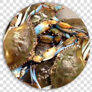 Fresh Blue Crabs Daily   Dungeness Crab  HD Png Download