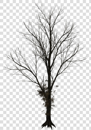 Bare Tree Png Png   Silhouette Winter Tree Png  Transparent Png