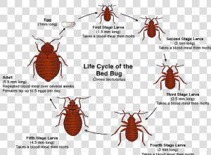 Transparent Bugs Body   Bed Bugs  HD Png Download