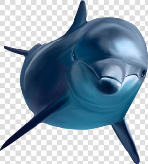 Dolphin   Ecco The Dolphin Transparent  HD Png Download