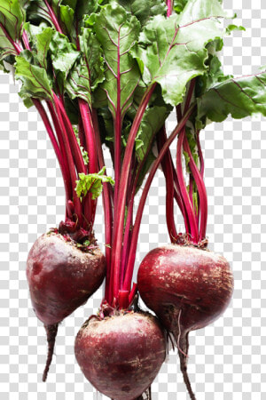 Beets Loose  HD Png Download