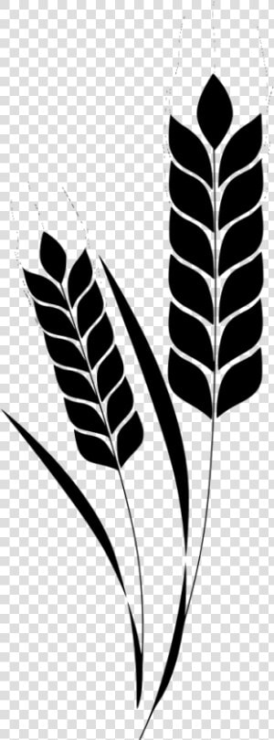 Vector Library Stock Corn Plant Wheat Stem Free Image   Barley Clipart  HD Png Download