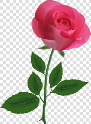 Pink Rose Pngpng Image   Pink Rose Clipart  Transparent Png