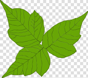 Poison Ivy  Itch  Danger  Rash  Leaf  Poisonous  Three   Poison Ivy Plant Vector  HD Png Download