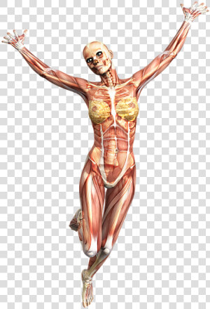 Anatomy  Female  Muscles  Skeleton  Tissue   Tecido Muscular Imagem Hd  HD Png Download