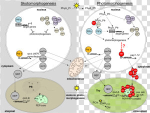 Action Of Rna Polymerases In Nucleus And Plastids During   Chloroplast Biogenesis  HD Png Download