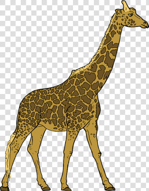 Animals  Outline  Drawing  Cartoon  Giraffe  Mammal   Walking Giraffe Clipart  HD Png Download