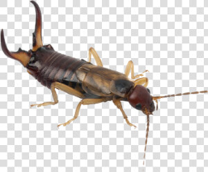 Cucaracha Con Tenazas   Png Download   Earwig Png  Transparent Png