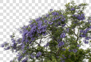  mq  purple  flower  flowers  bush   Wisteria  HD Png Download