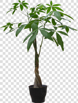 Houseplant Flowerpot Guiana Chestnut   Plant In Pot Png  Transparent Png