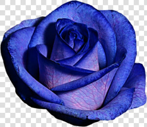 Blue And Purple Flower Clipart Clip Art Free Stock   Blue Rose  HD Png Download