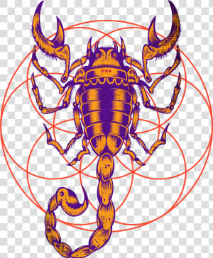 Scorpio Zodiac Sign Art  HD Png Download