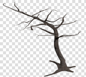 Tree  Isolated  Dead Plant  Weathered  Old  Morsch    Tree Transparent Background With Branches  HD Png Download