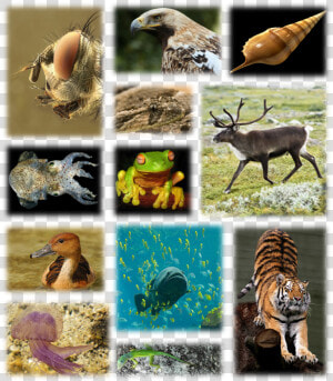 Species Biodiversity  HD Png Download