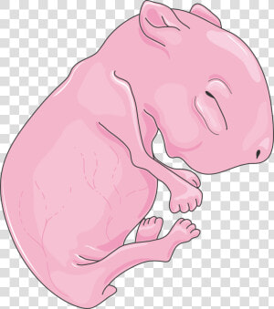 Transparent Rat Clip Art   Neonatal Rat  HD Png Download