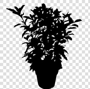 Plants Leaf Flowering Silhouette Plant Free Download   Plant Silhouette Png  Transparent Png